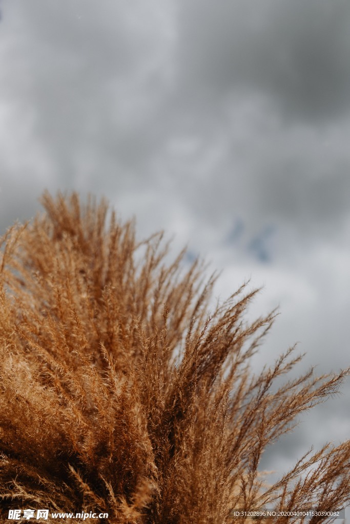 干花插花艺术枯草秋天素材