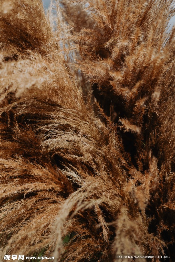 干花插花园艺素材