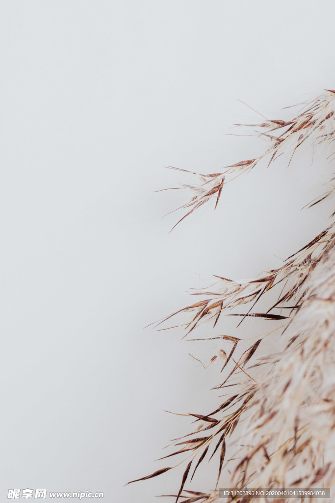 干花插花艺术背景素材