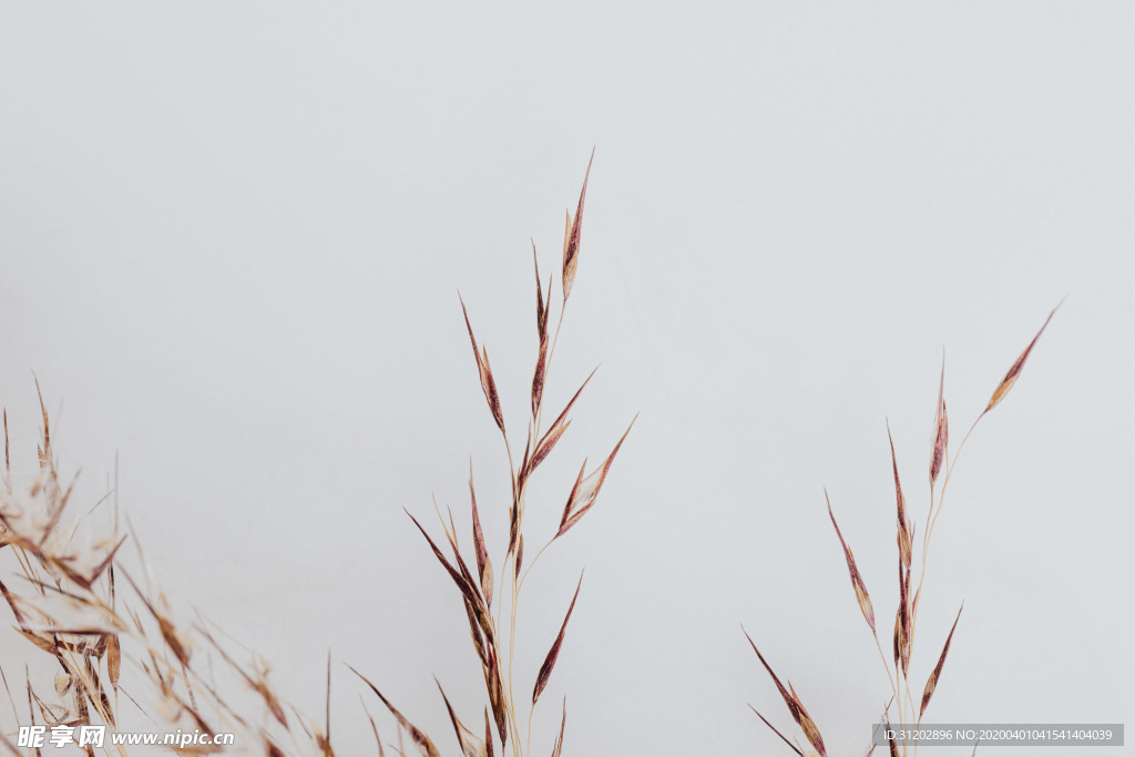 干花插花艺术素材背景