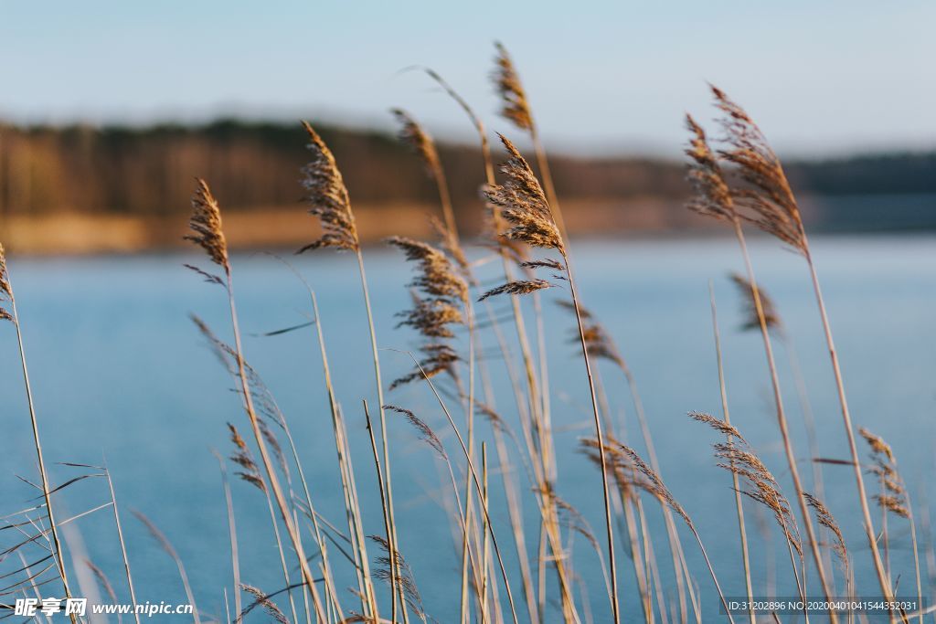 干花稻穗湖边背景素材