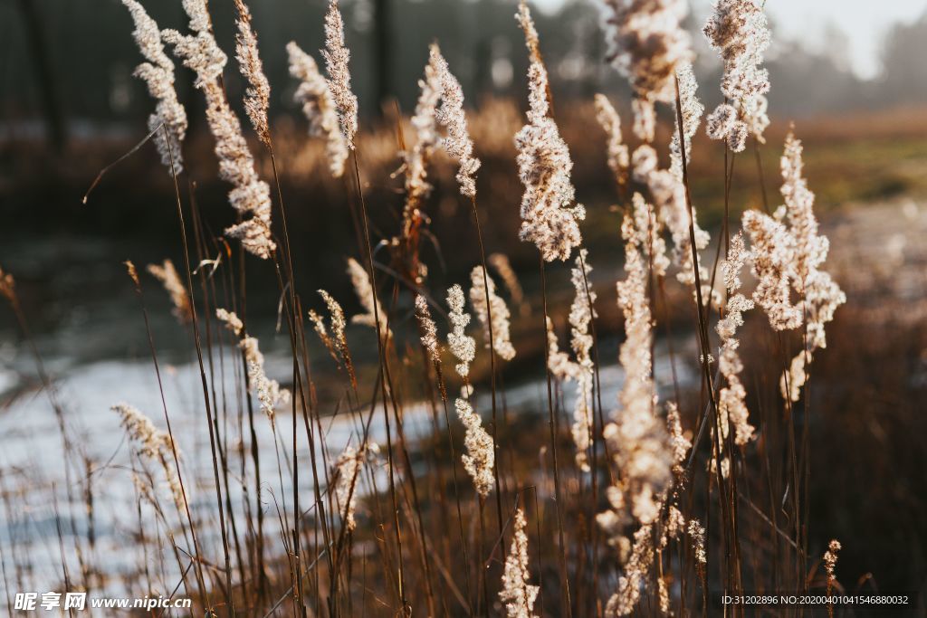 干花插花田园园艺背景素材