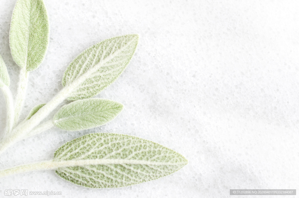 小清新叶子背景素材