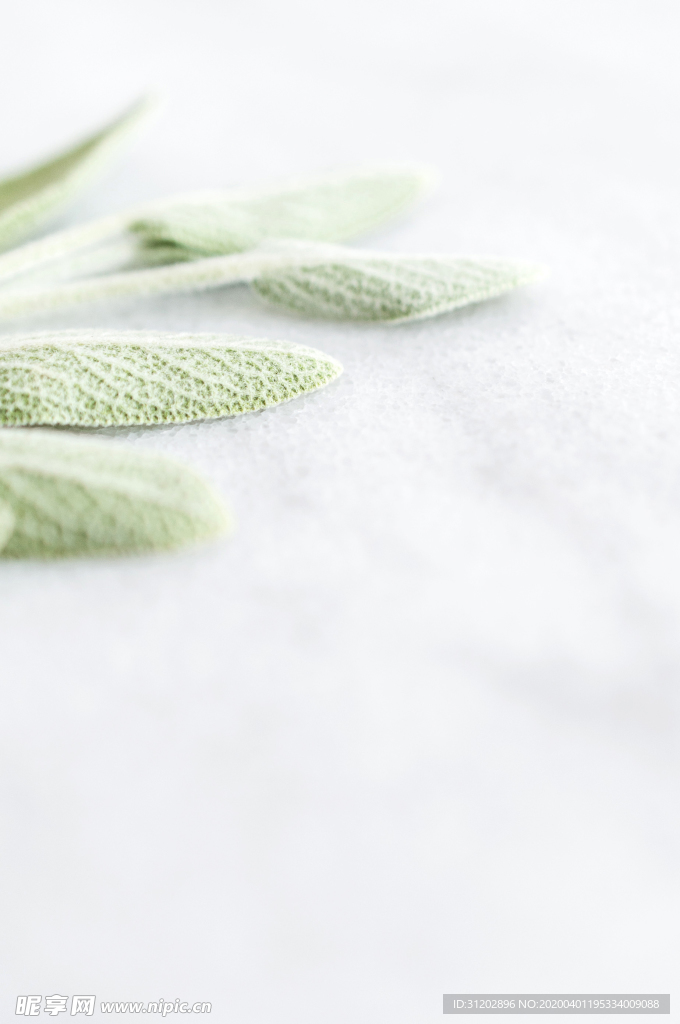 小清新叶子背景素材