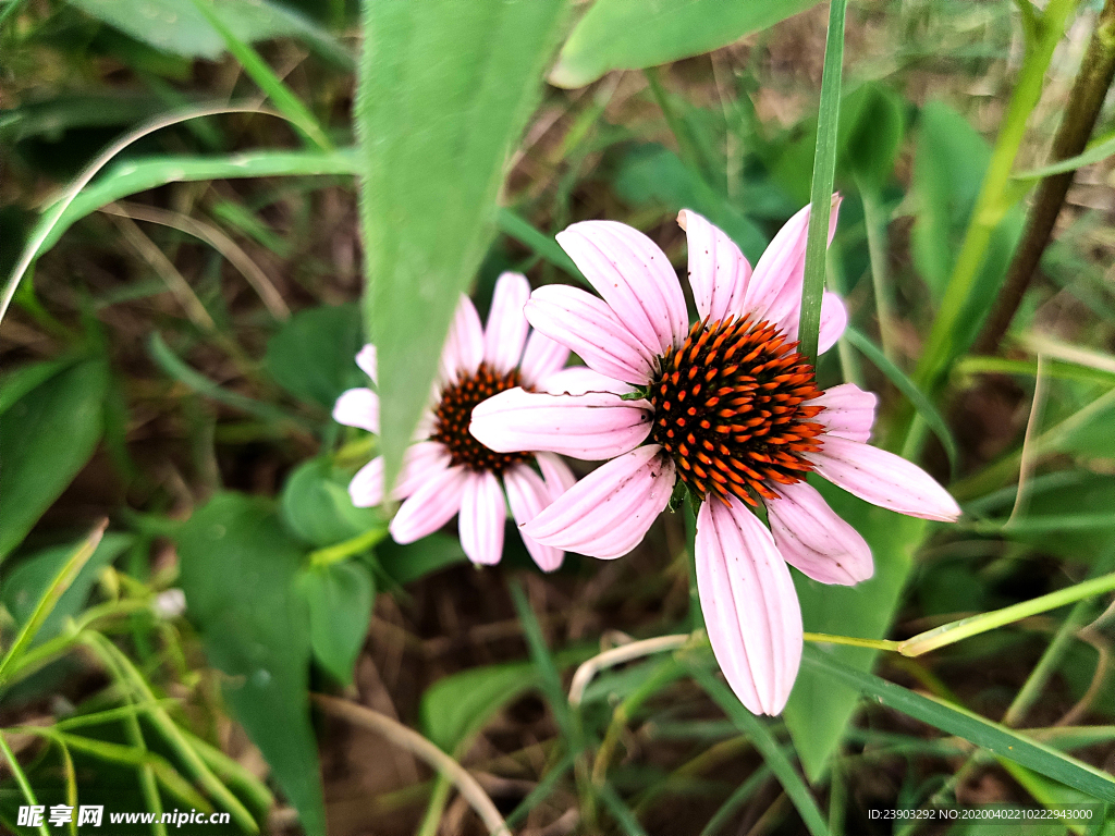 松果菊 花 秋 植物
