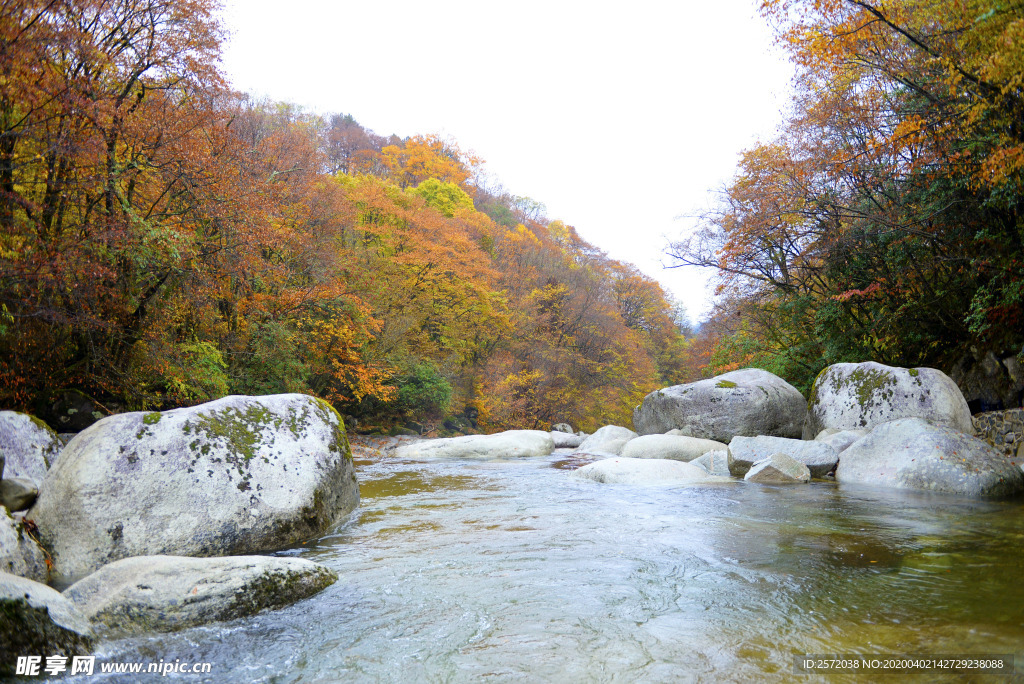 金秋山溪