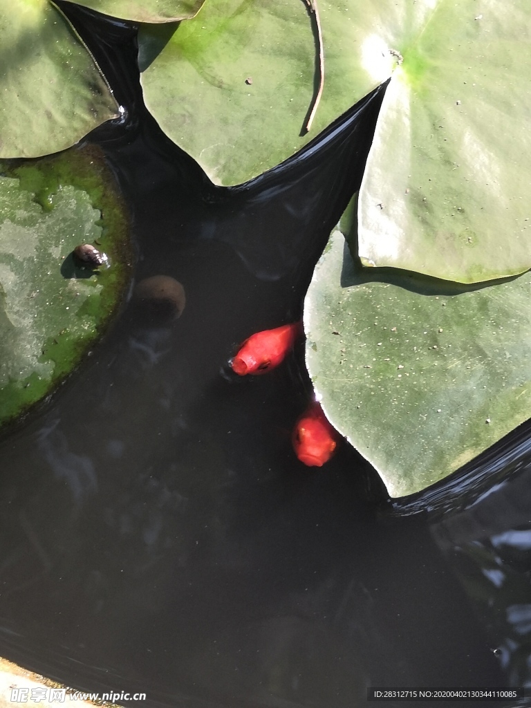 像只鱼儿在你的荷塘