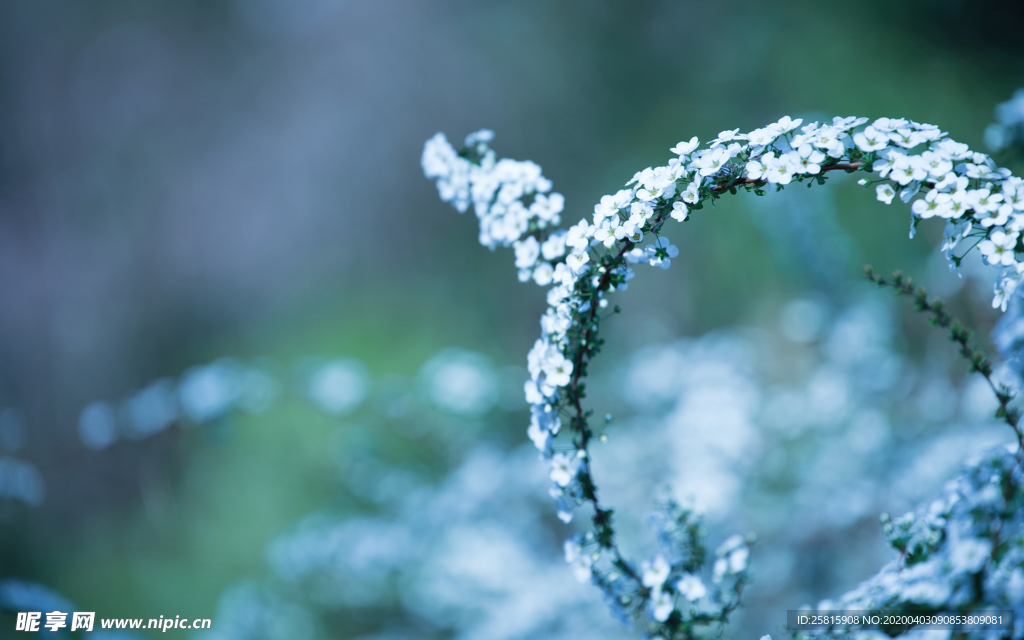 花环花篮唯美图片