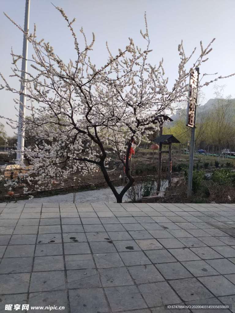 桃树