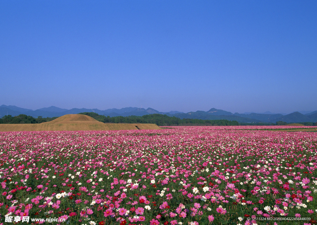 花海