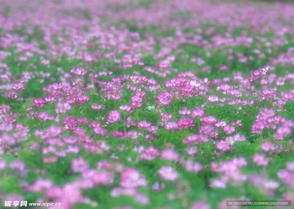 花海