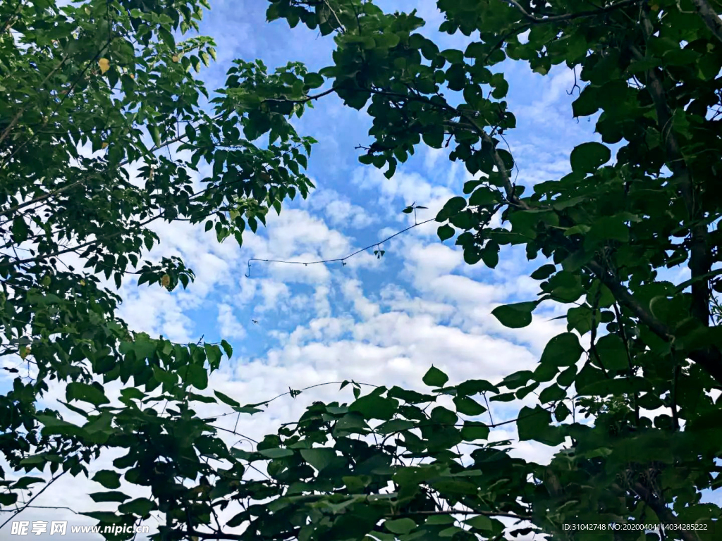 树叶中心的蓝天白云