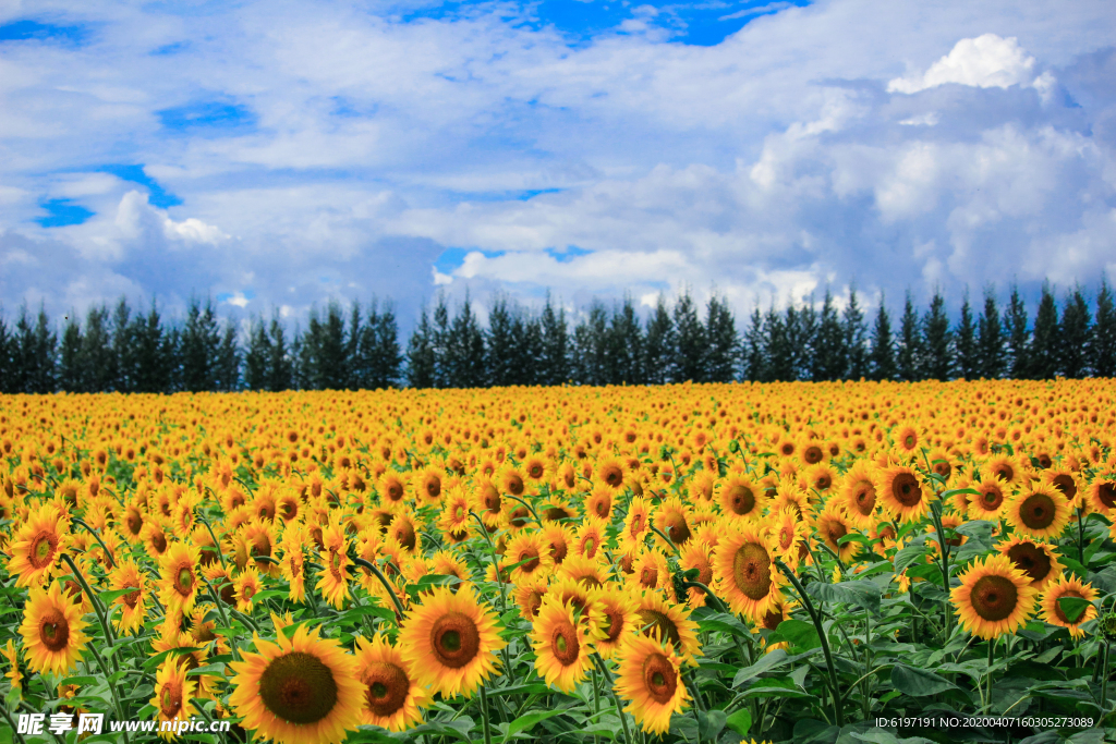 蓝天白云向日葵