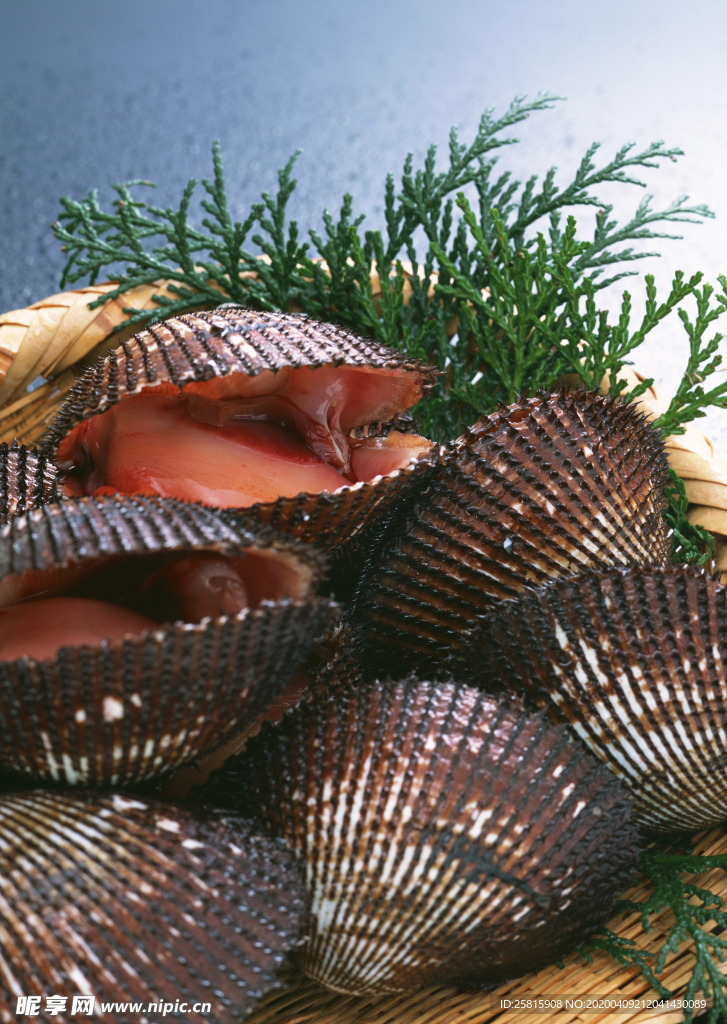 扇贝贝壳海鲜图片