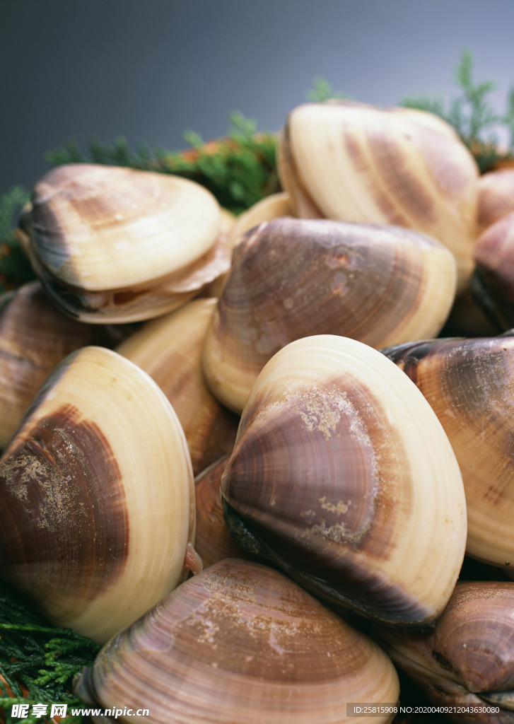 扇贝贝壳海鲜图片