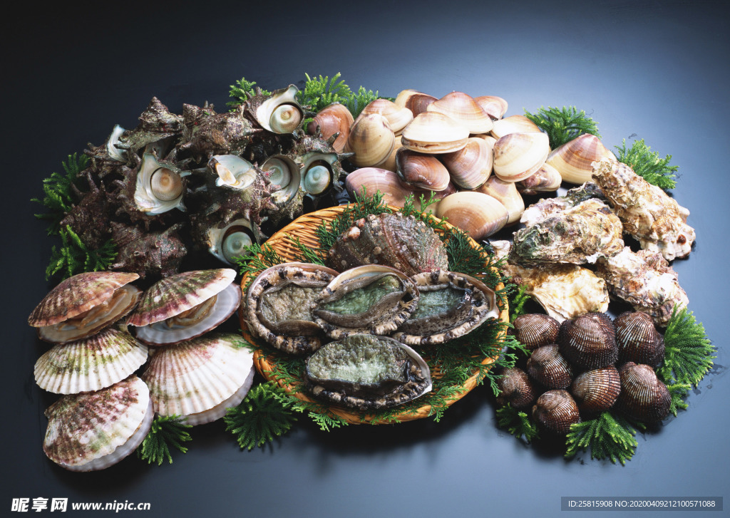 扇贝贝壳海鲜图片