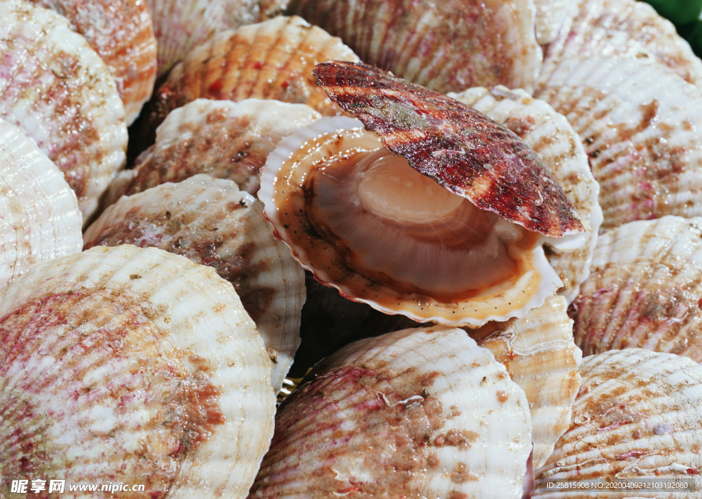 扇贝贝壳海鲜图片