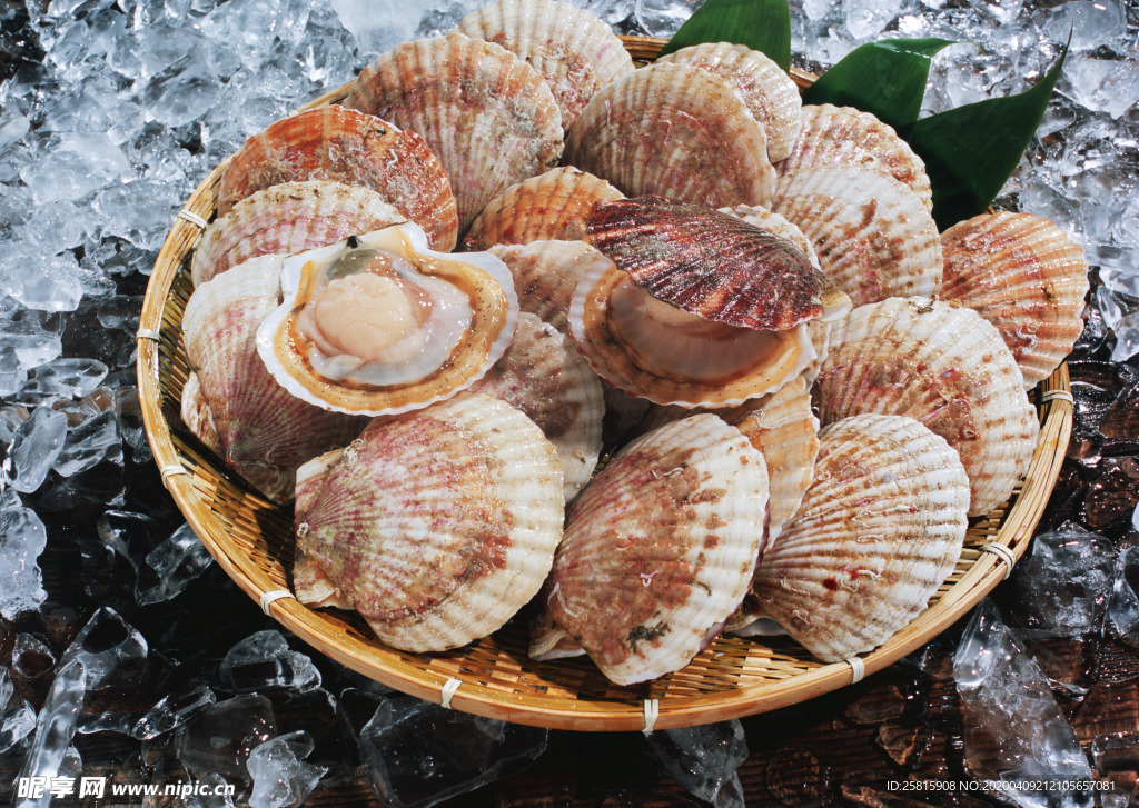 扇贝贝壳海鲜图片