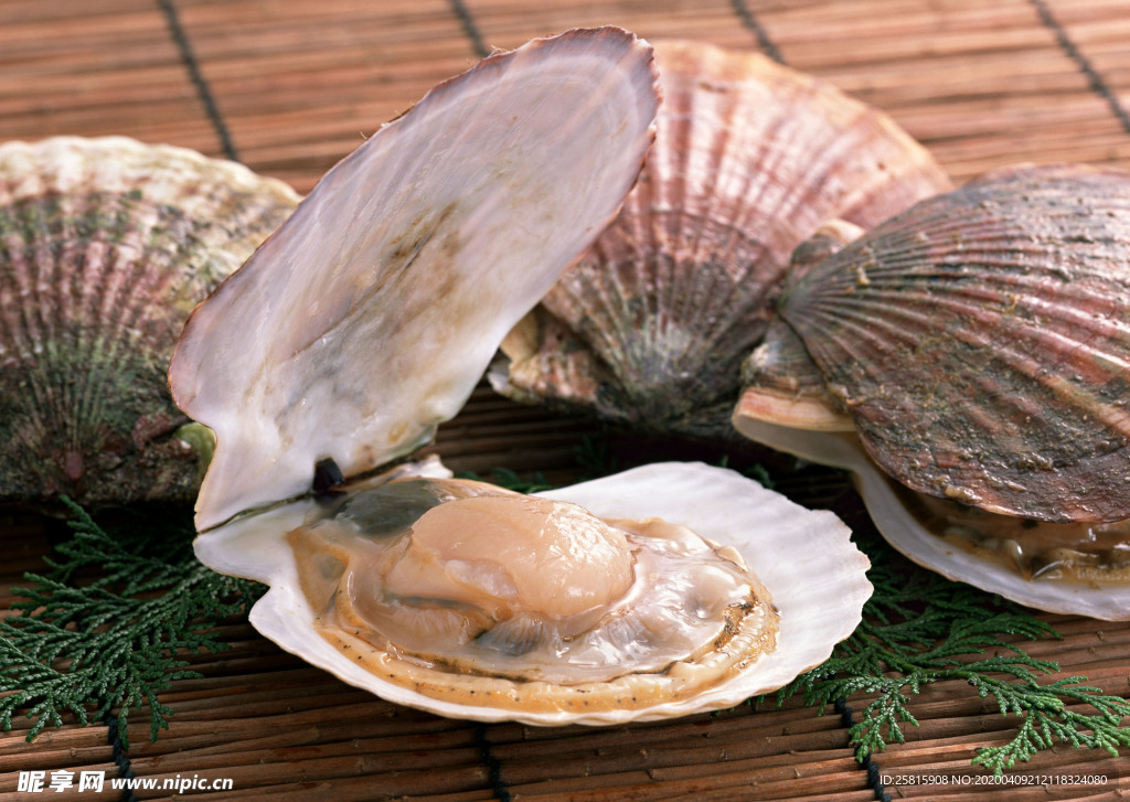 扇贝贝壳海鲜图片