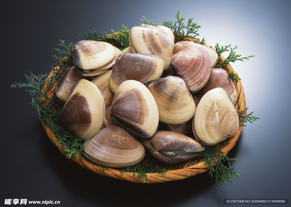 扇贝贝壳海鲜图片