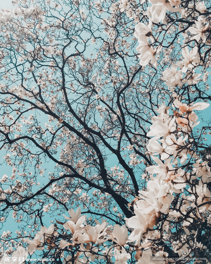 繁花
