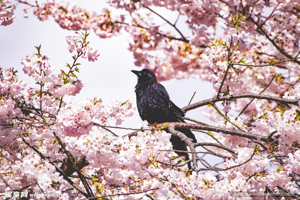 繁花