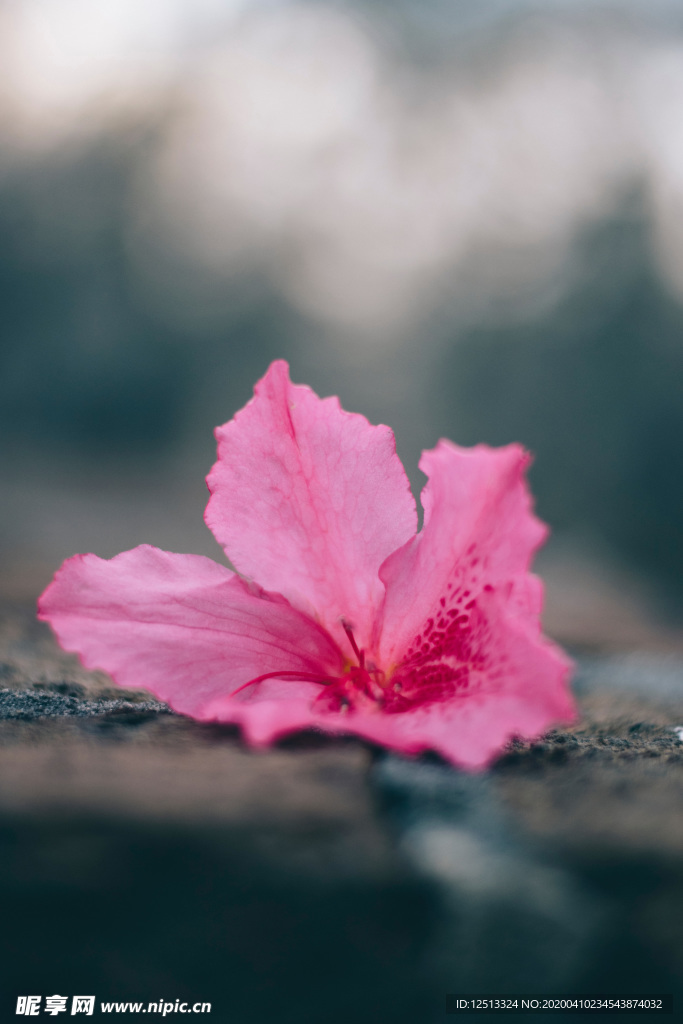 小花