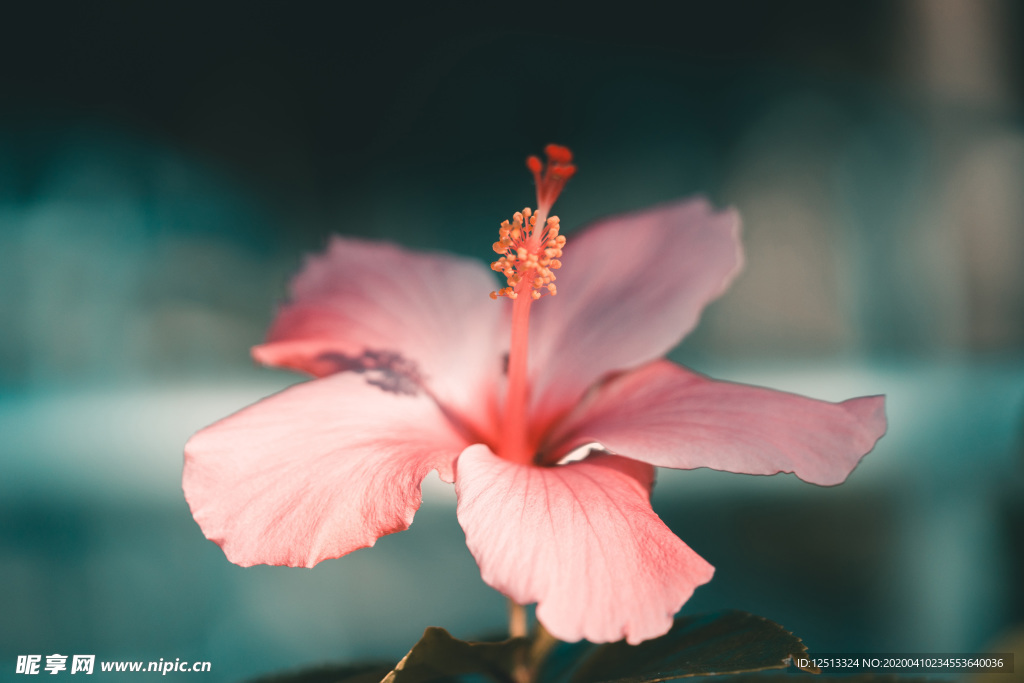 花朵