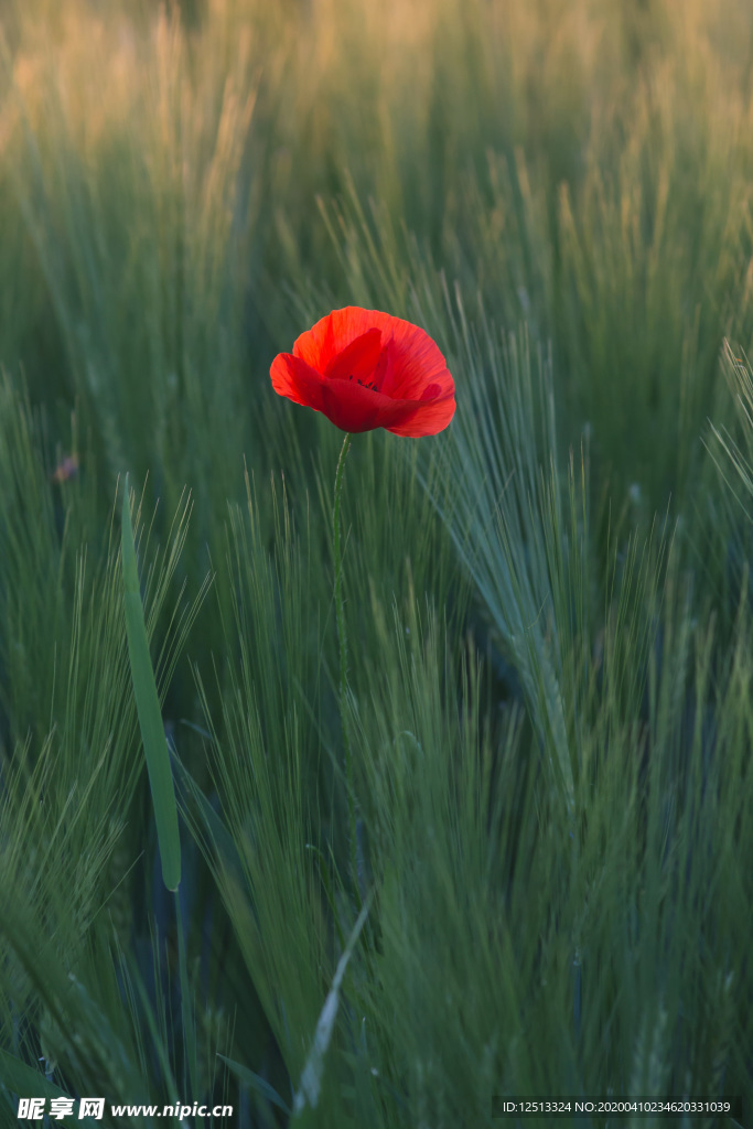 小花