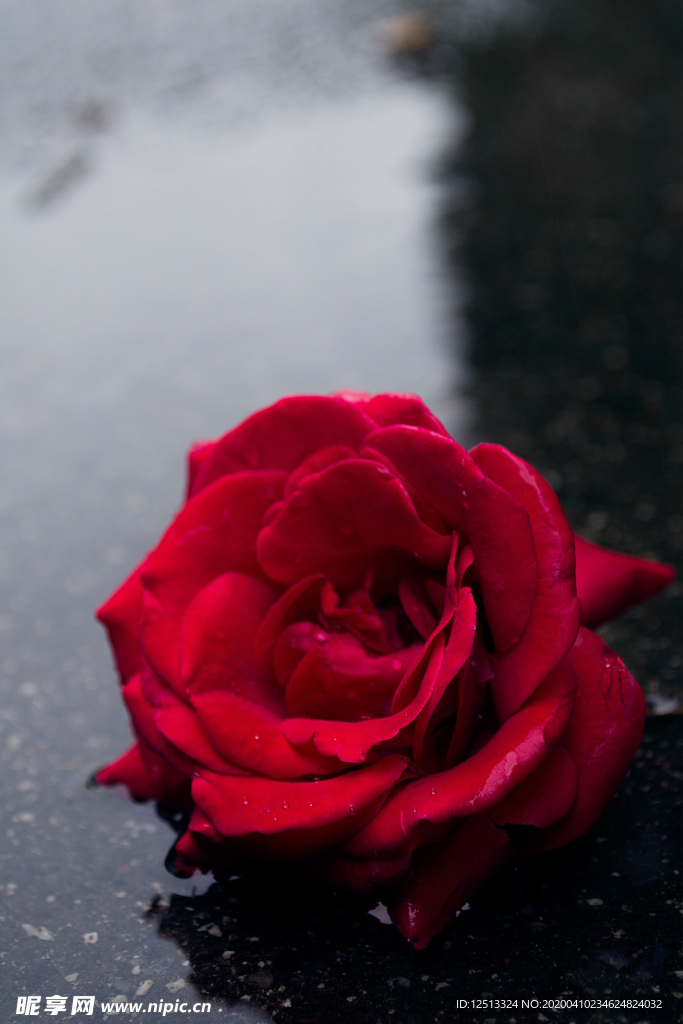 玫瑰花