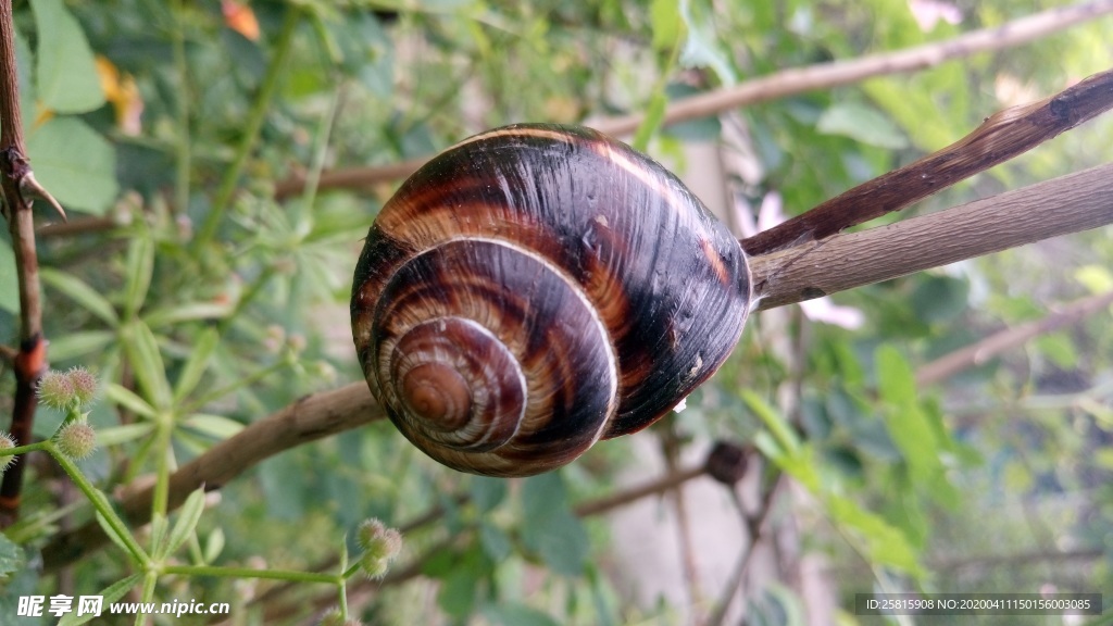 蜗牛蜗牛壳微距图片