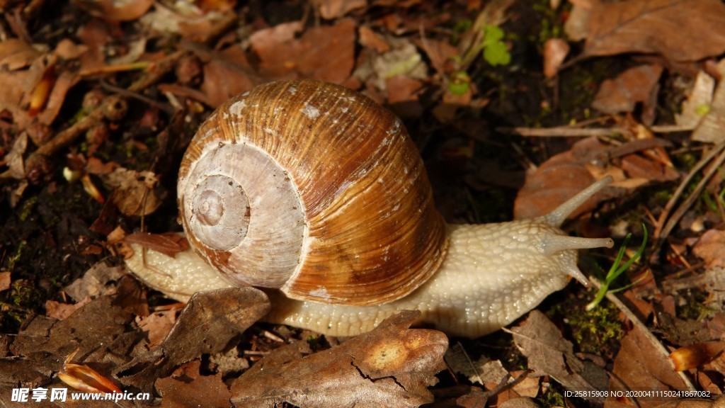 蜗牛蜗牛壳微距图片