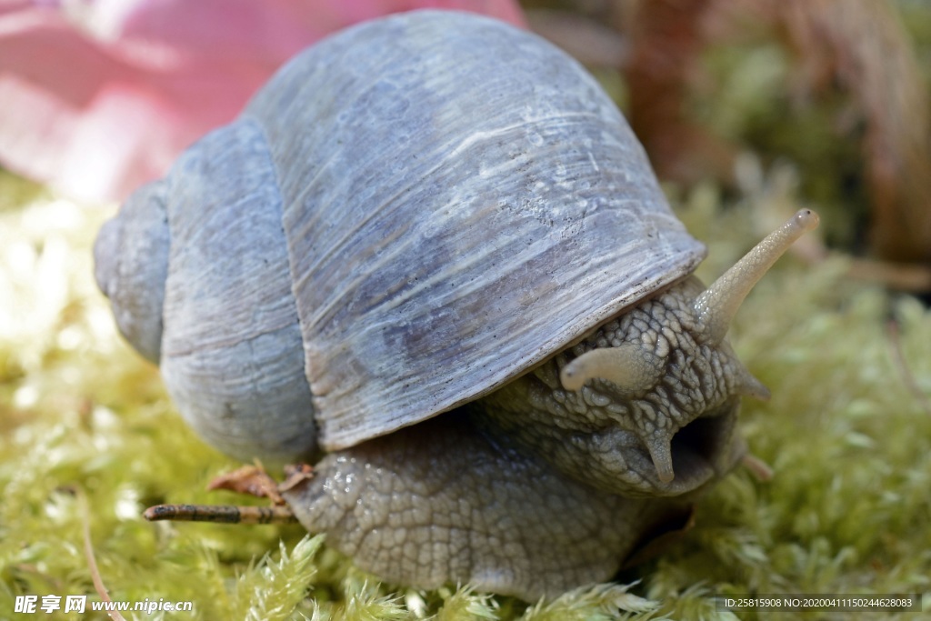 蜗牛蜗牛壳微距图片