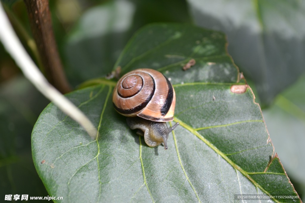 蜗牛蜗牛壳微距图片