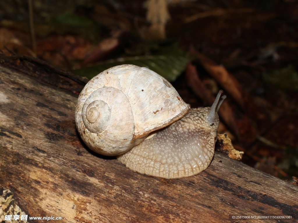 蜗牛蜗牛壳微距图片