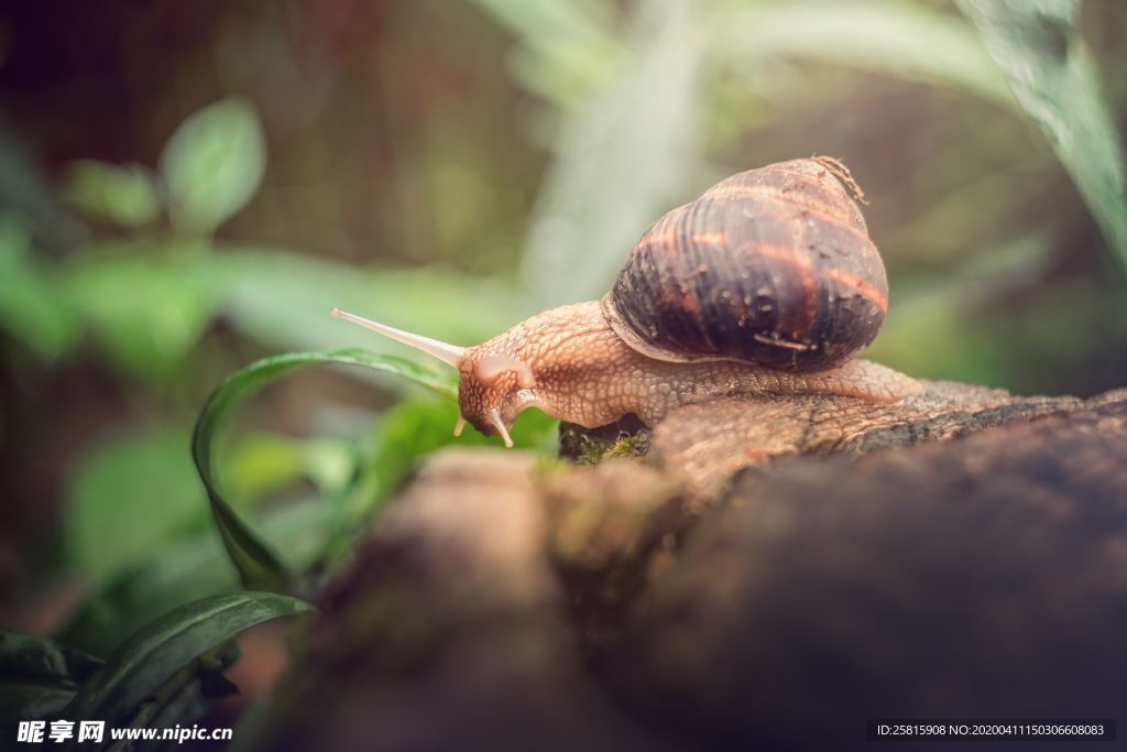 蜗牛蜗牛壳微距图片