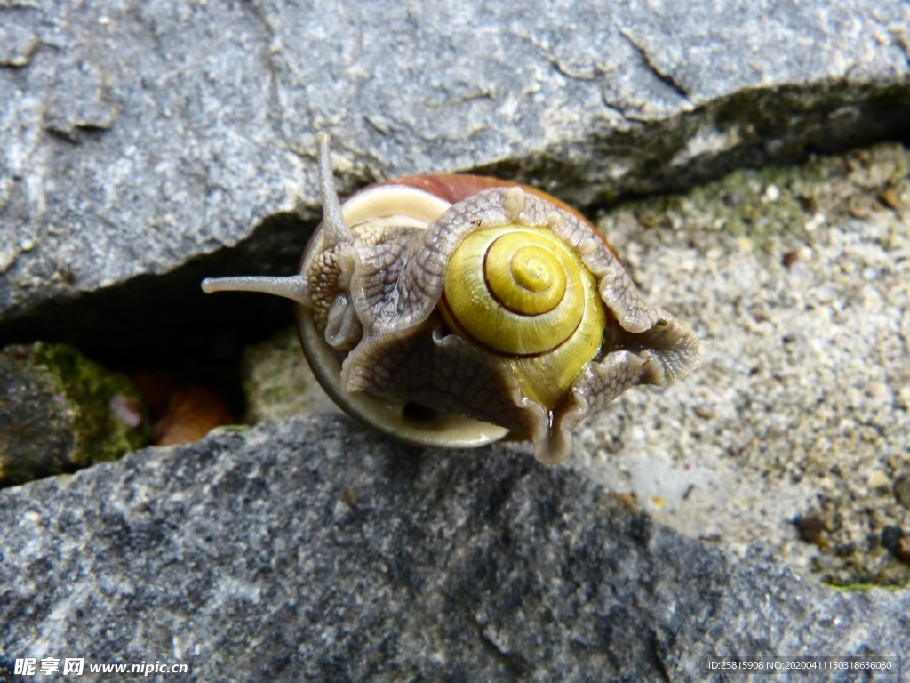 蜗牛蜗牛壳微距图片