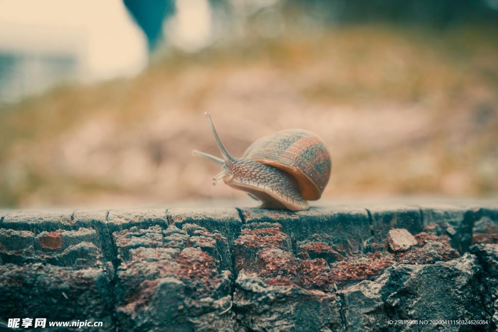 蜗牛蜗牛壳微距图片