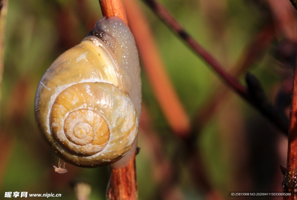 蜗牛蜗牛壳微距图片