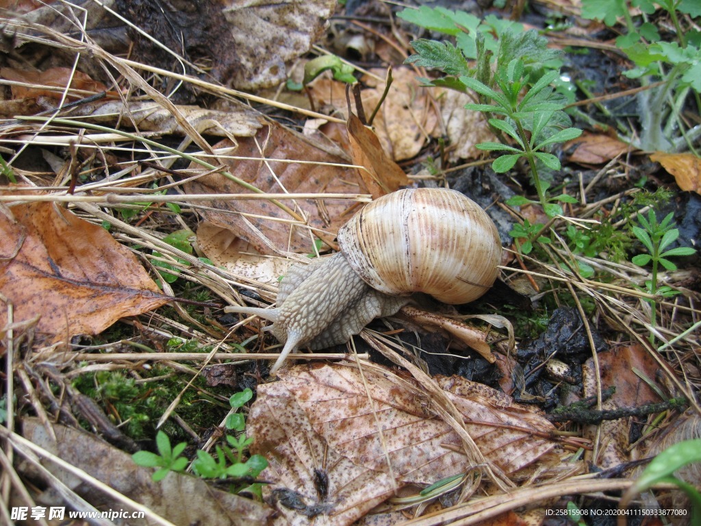 蜗牛蜗牛壳微距图片
