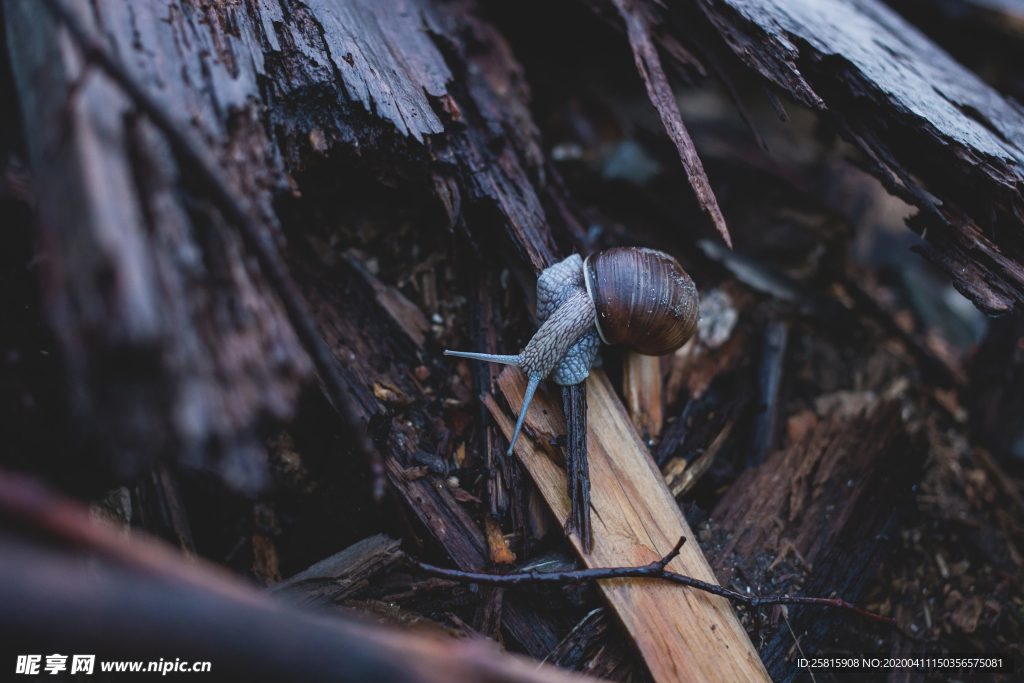 蜗牛蜗牛壳微距图片