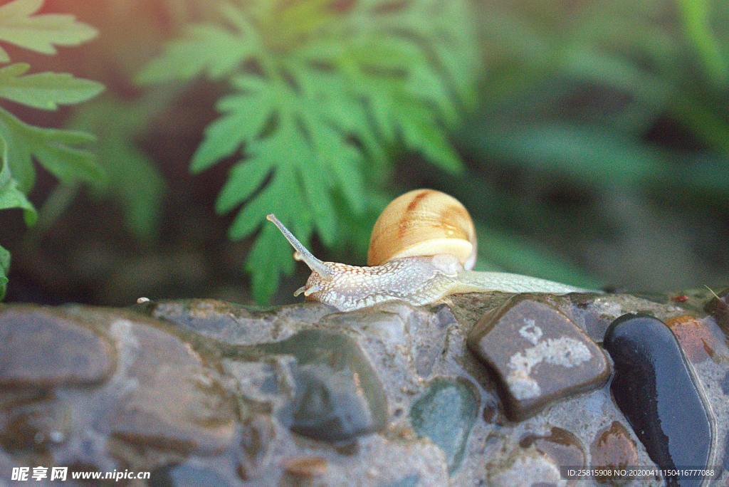 蜗牛蜗牛壳微距图片