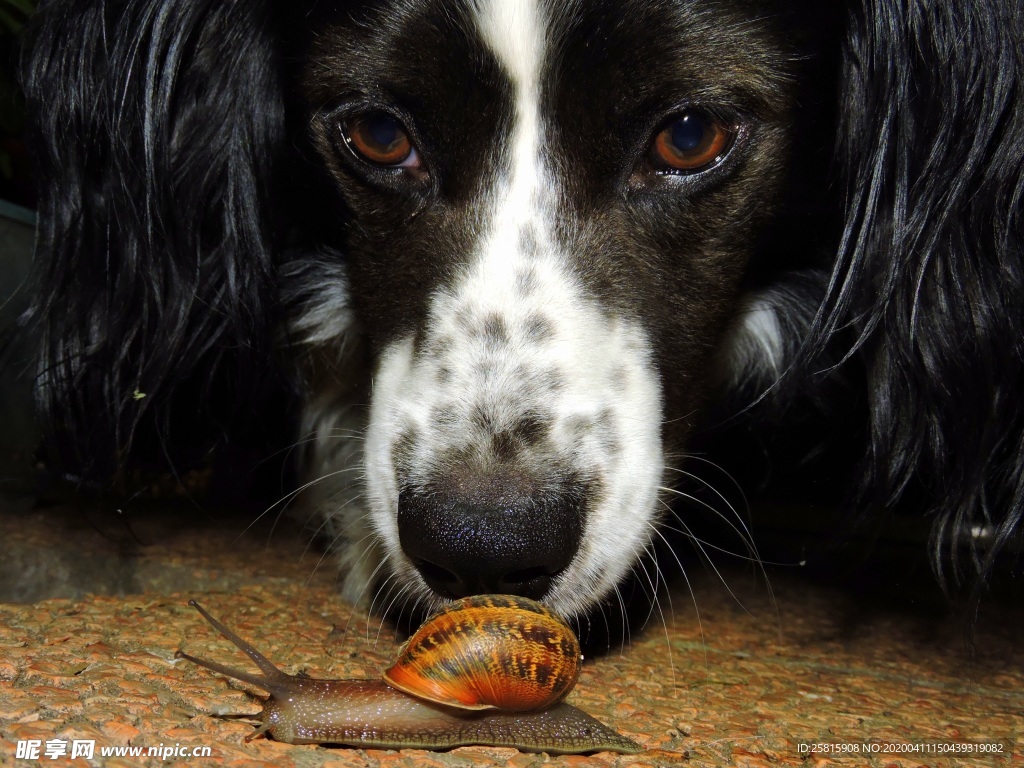 蜗牛蜗牛壳微距图片