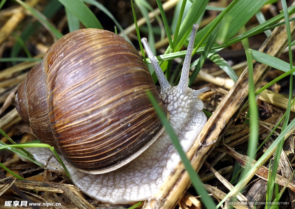 蜗牛蜗牛壳微距图片