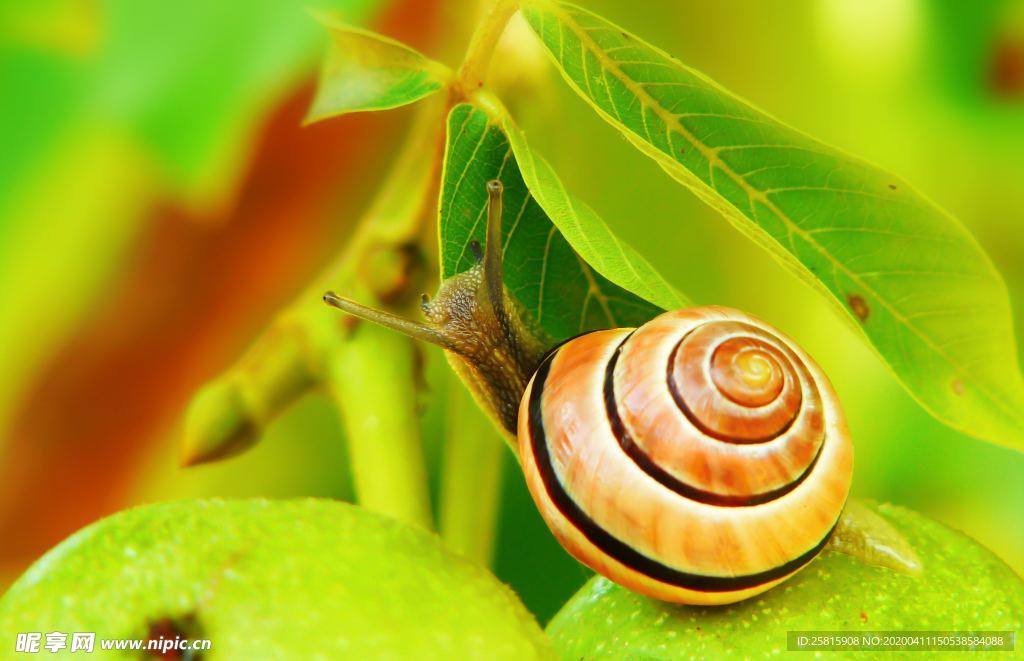 蜗牛蜗牛壳微距图片