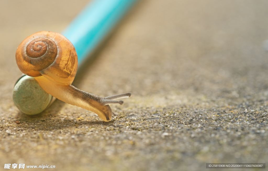 蜗牛蜗牛壳微距图片