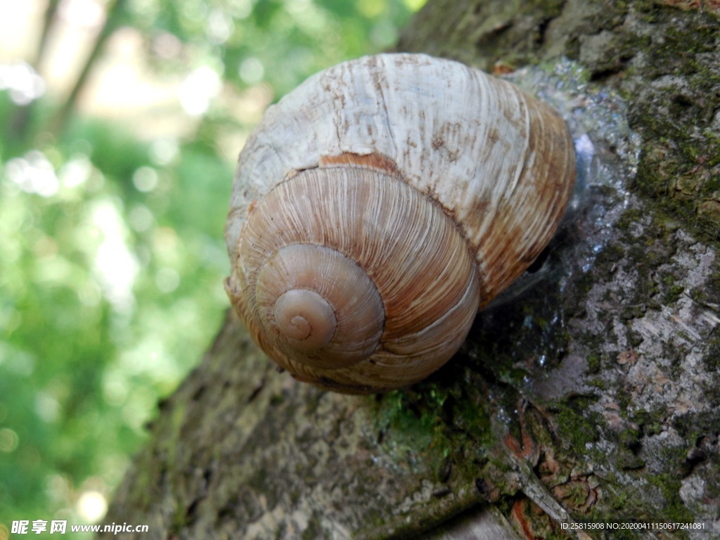 蜗牛蜗牛壳微距图片