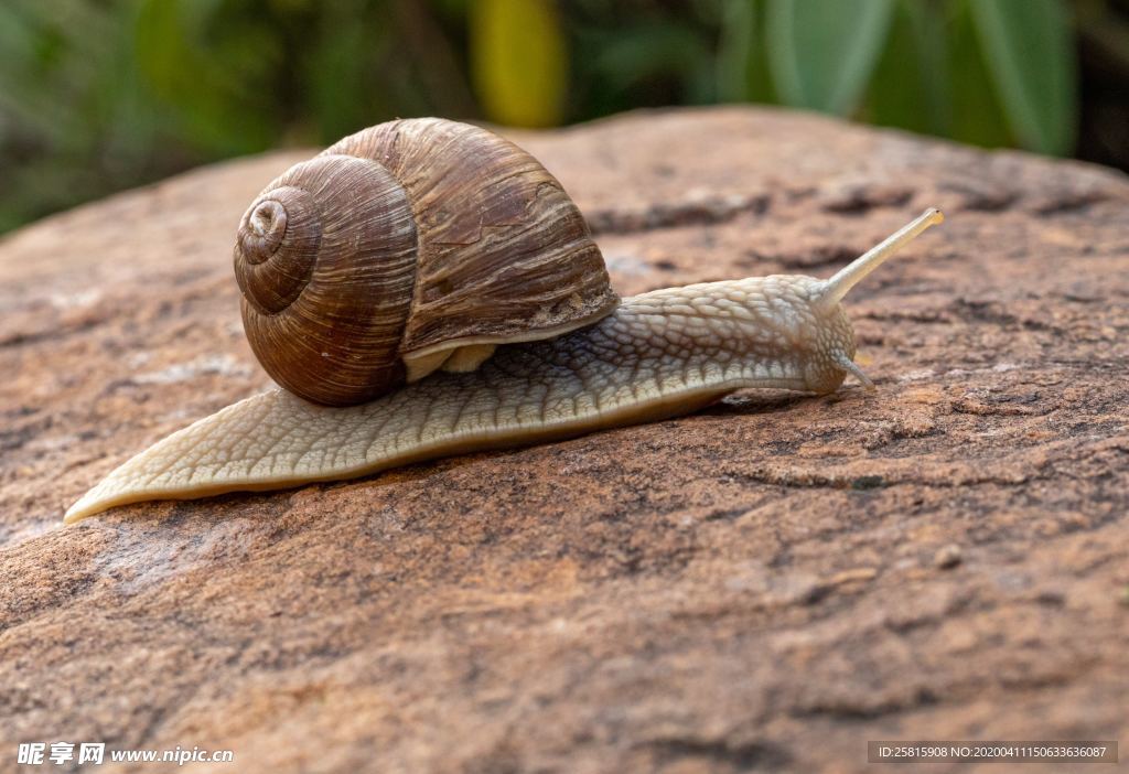 蜗牛蜗牛壳微距图片