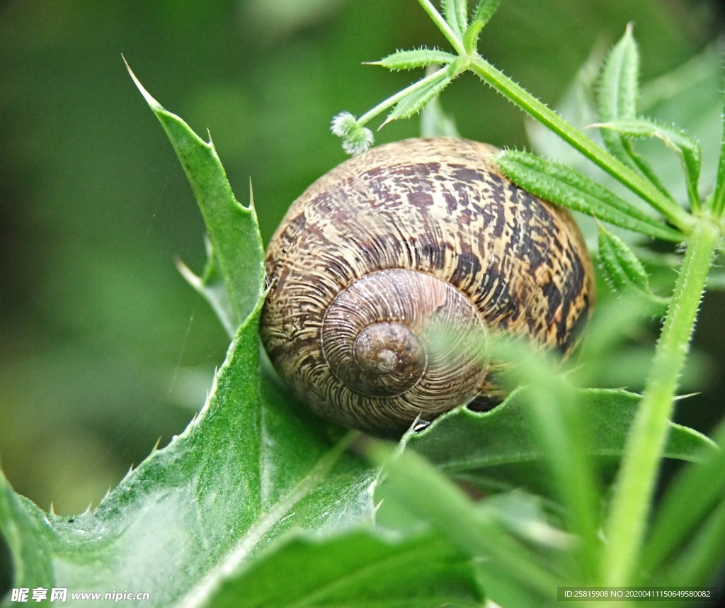 蜗牛蜗牛壳微距图片
