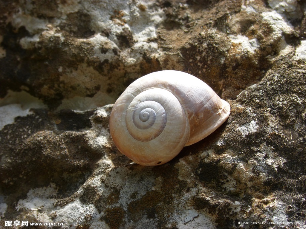 蜗牛蜗牛壳微距图片